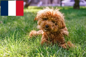 Read more about the article Maltipoo crescători și căței în Franța
