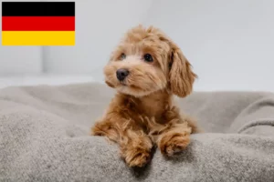 Read more about the article Maltipoo crescători și căței în Germania