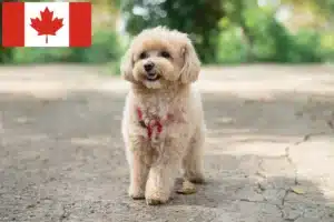 Read more about the article Maltipoo crescători și căței în Canada