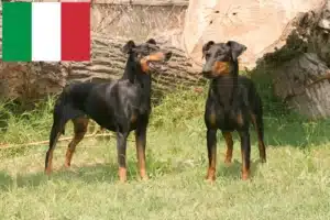 Read more about the article Manchester Terrier crescători și căței în Italia
