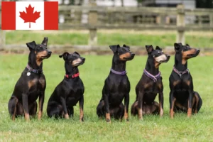 Read more about the article Manchester Terrier Crescători și căței în Canada