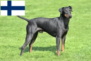Read more about the article Manchester Terrier crescători și căței în Finlanda
