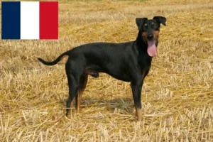 Read more about the article Manchester Terrier crescători și căței în Franța