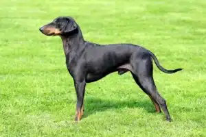 Read more about the article Manchester Terrier Breeder