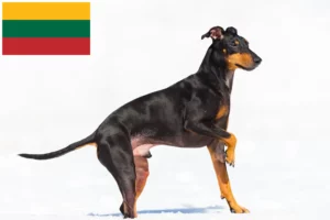 Read more about the article Manchester Terrier crescători și căței în Lituania