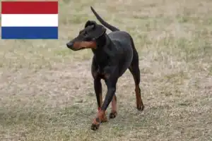 Read more about the article Manchester Terrier crescători și căței în Olanda