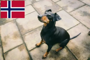 Read more about the article Manchester Terrier crescători și căței în Norvegia
