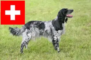 Read more about the article Mare Münsterländer crescător și căței în Elveția