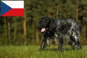 Read more about the article Mare crescător de Münsterländer și căței în Republica Cehă