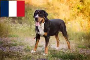 Read more about the article Marele Câine de Munte elvețian Mountain Dog crescător și căței în Franța