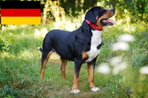 Read more about the article Marele câine de munte elvețian Mountain Dog Breeder și cățeluși în Germania