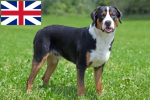 Read more about the article Marele Câine de Munte elvețian de Munte Crescător și Cățeluși în Marea Britanie
