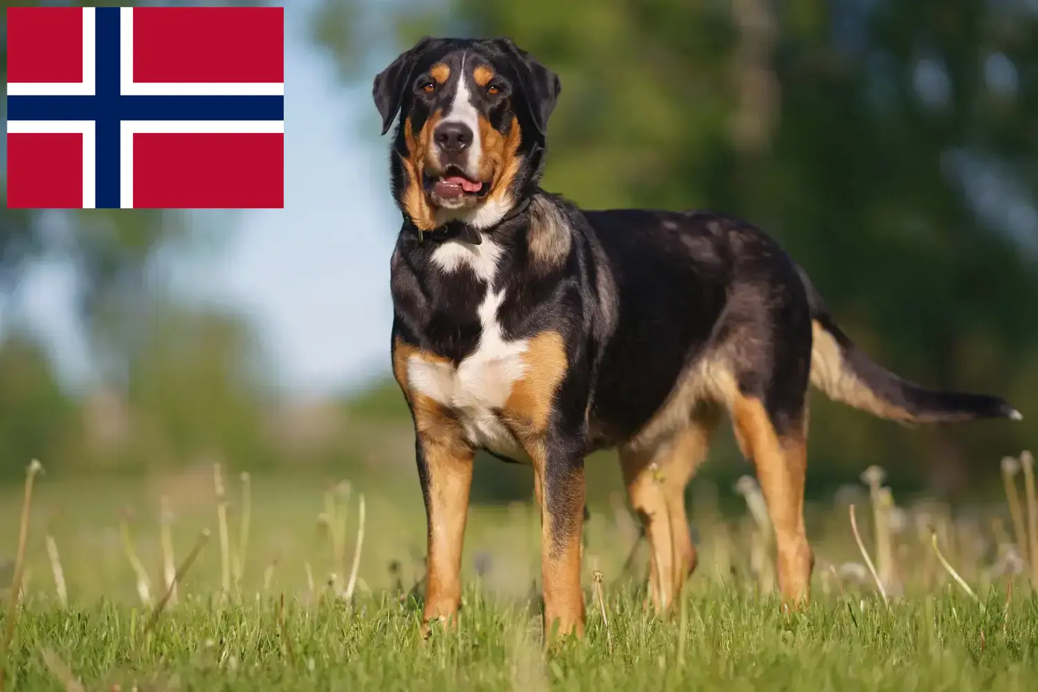 Marele câine de munte elvețian de munte căței și crescători Norvegia Găsiți aici crescătorii de câini de munte din Norvegia.