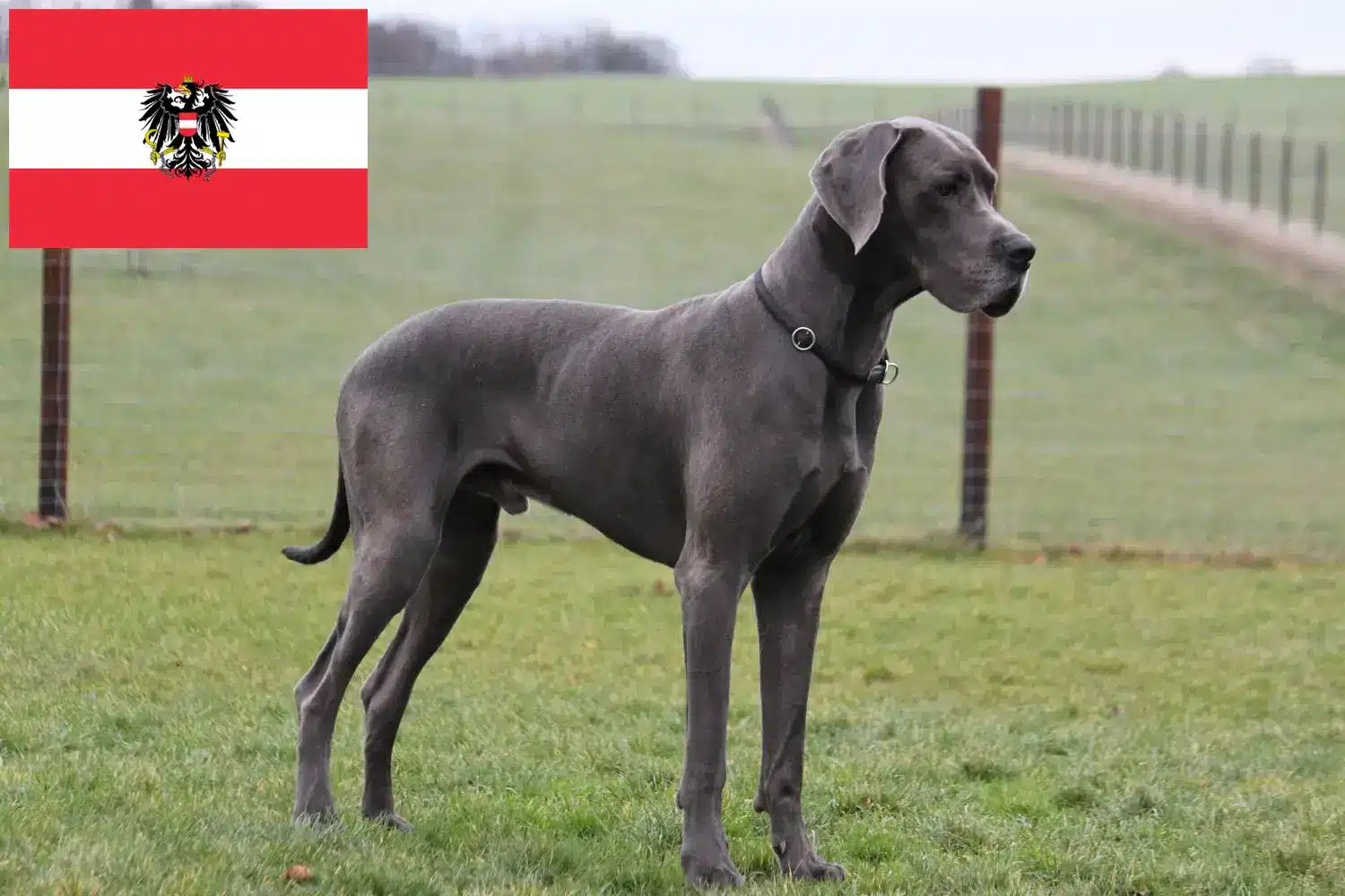 Great Dane căței și crescători Austria Aici puteți găsi crescători de câini Great Dane în Austria.
