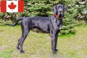 Read more about the article Great Dane crescători și căței în Canada