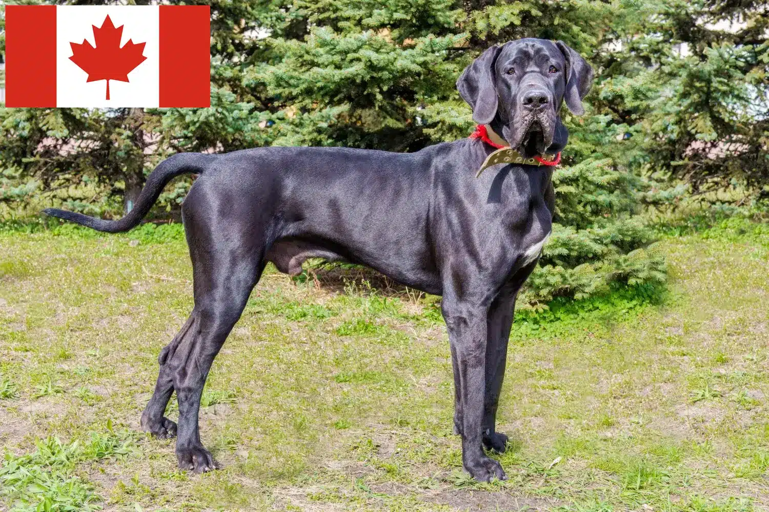 Read more about the article Great Dane crescători și căței în Canada