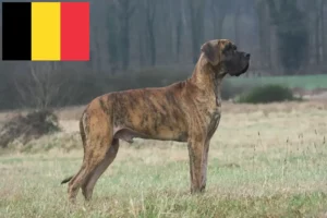 Read more about the article Crescători și căței de Marele Danez în Belgia