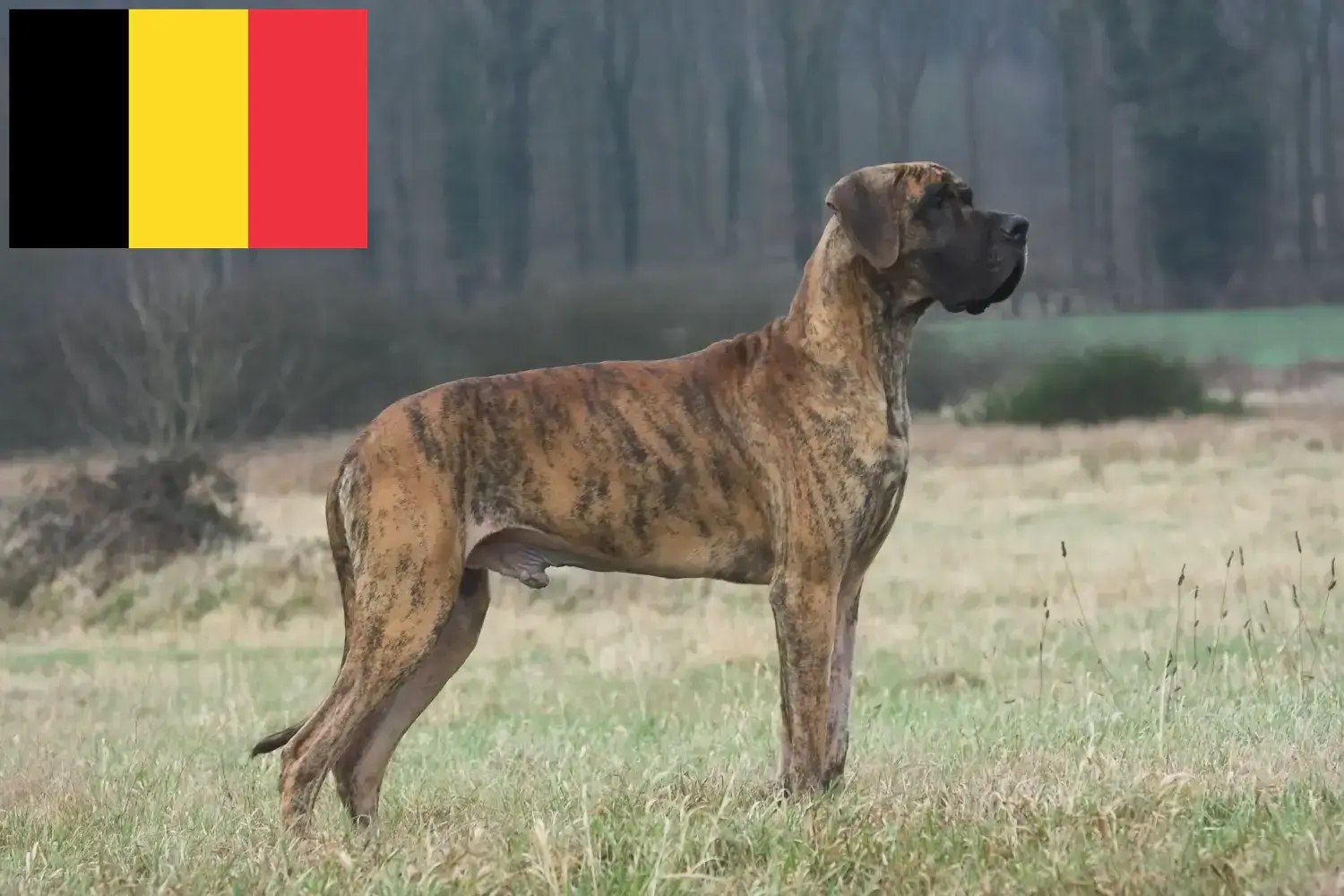 Read more about the article Crescători și căței de Marele Danez în Belgia