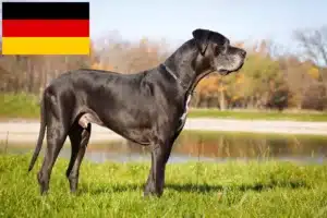 Read more about the article Great Dane crescători și căței în Germania