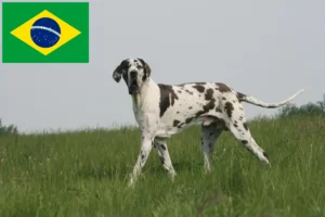 Read more about the article Great Dane crescători și căței în Brazilia