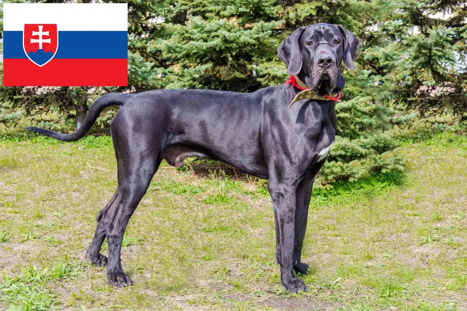 Read more about the article Crescători și căței de Marele Danez în Slovacia