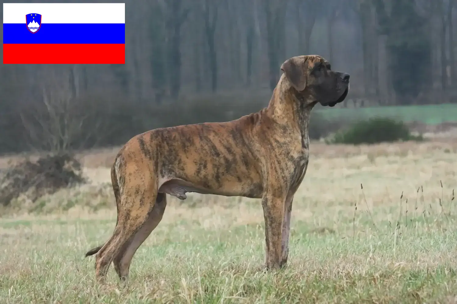 Great Dane căței și crescători Slovenia Aici puteți găsi crescători de câini Great Dane din Slovenia.