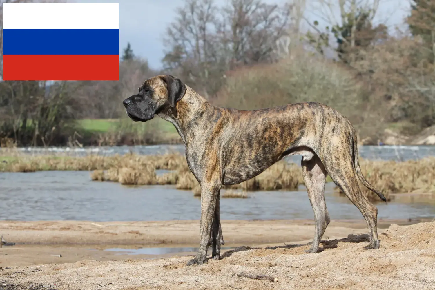 Great Dane căței și crescători Rusia Aici puteți găsi crescători de câini Great Dane din Rusia.