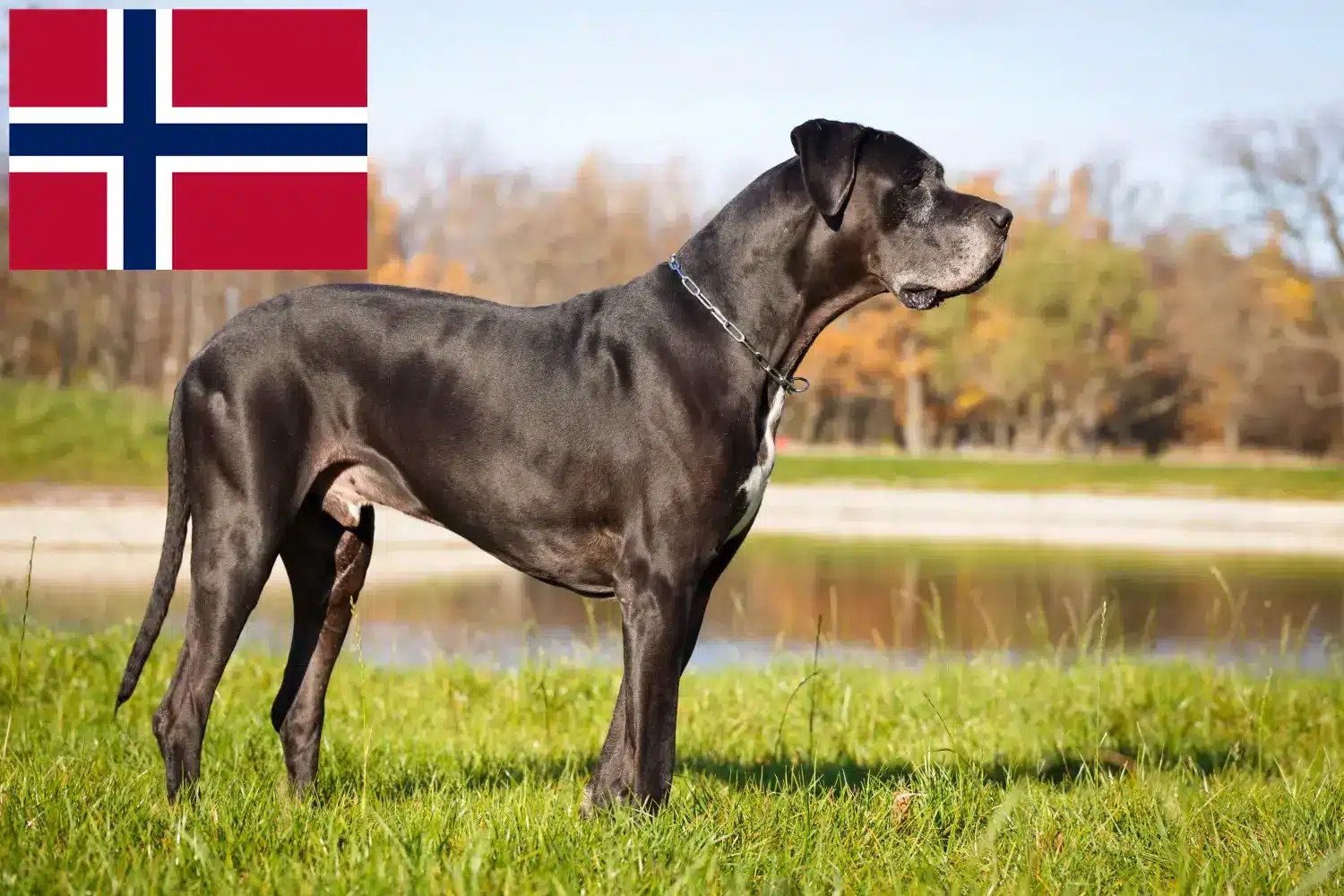 Great Dane căței și crescători Norvegia Aici puteți găsi crescători de câini Great Dane în Norvegia.