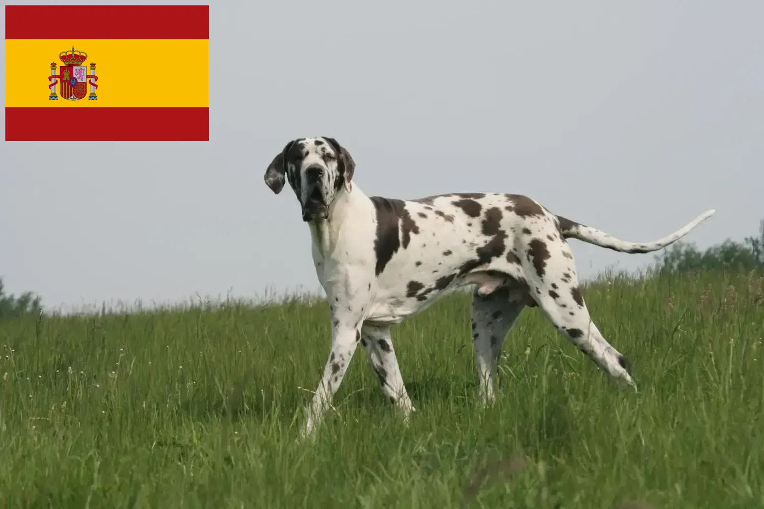 Great Dane cățeluși și crescător Spania Aici puteți găsi crescători de câini Great Dane în Spania.