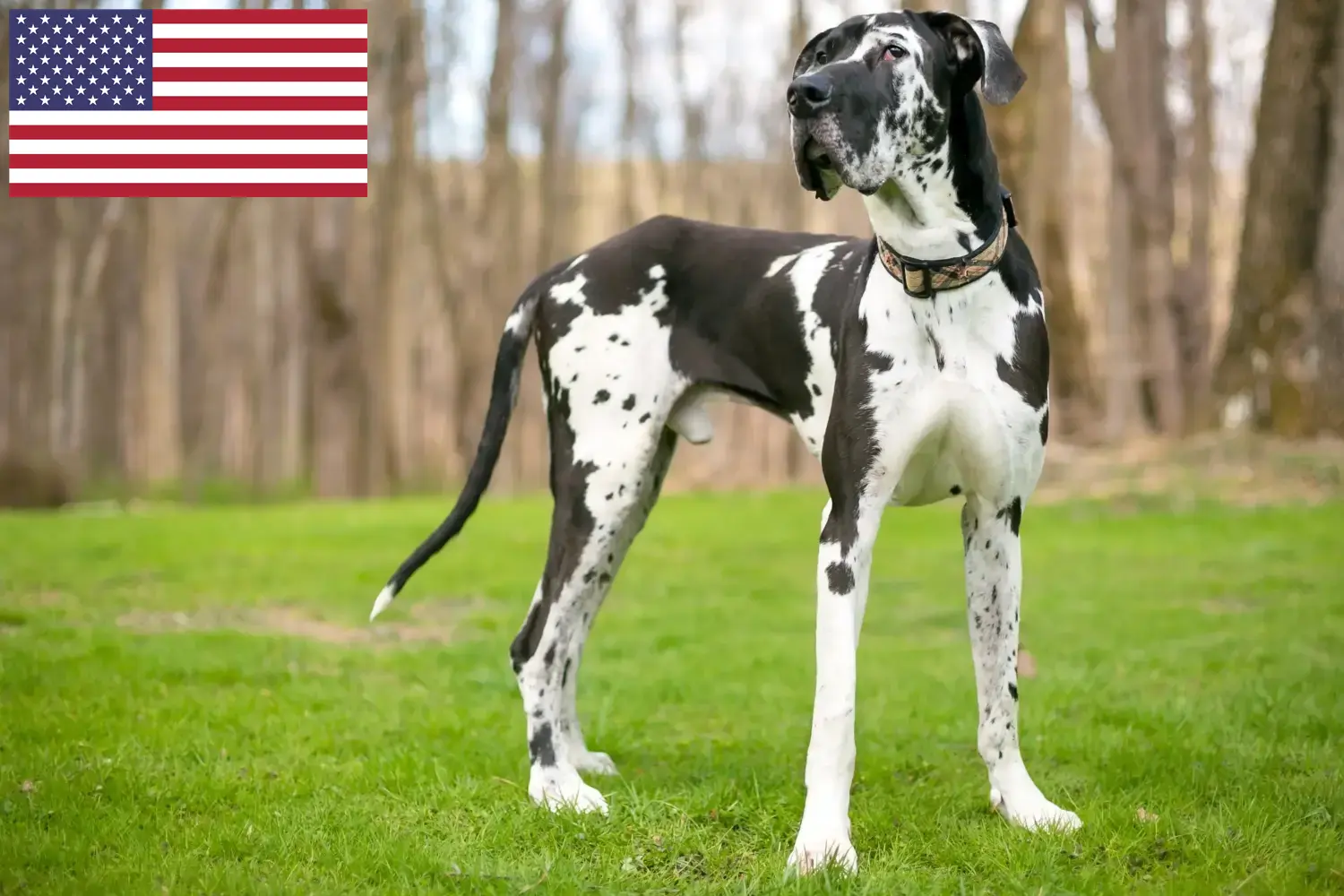 Great Dane căței și crescători SUA Aici puteți găsi crescători de câini Great Dane din SUA.