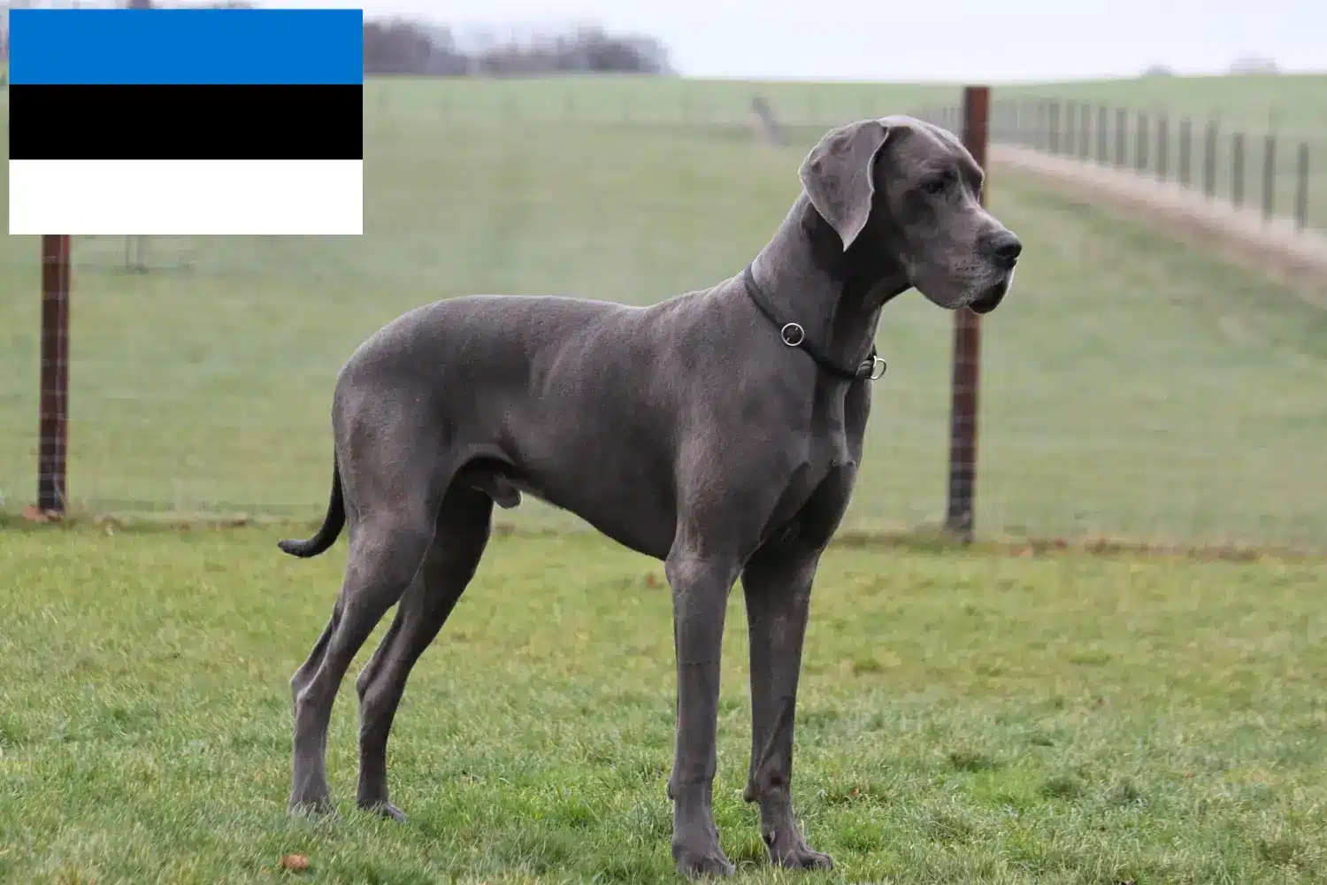 Great Dane căței și crescător Estonia Aici puteți găsi crescători de câini Great Dane în Estonia.