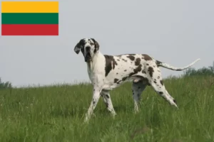 Read more about the article Crescători și căței de Marele Danez în Lituania