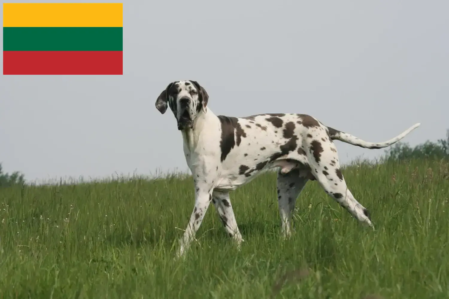 Great Dane căței și crescători Lituania Aici puteți găsi crescători de câini Great Dane în Lituania.