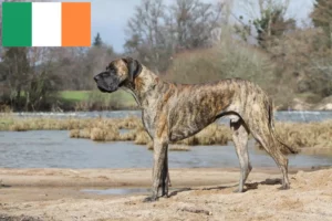 Read more about the article Great Dane crescători și căței în Irlanda