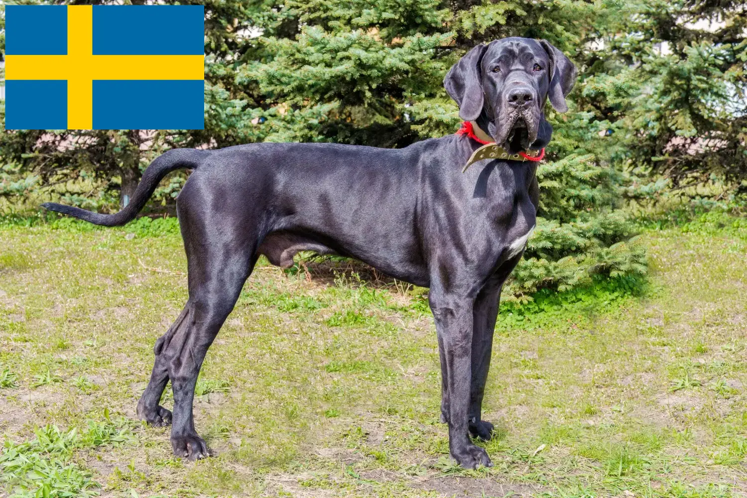 Great Dane cățeluși și crescător Suedia Aici puteți găsi crescători de câini Great Dane în Suedia.