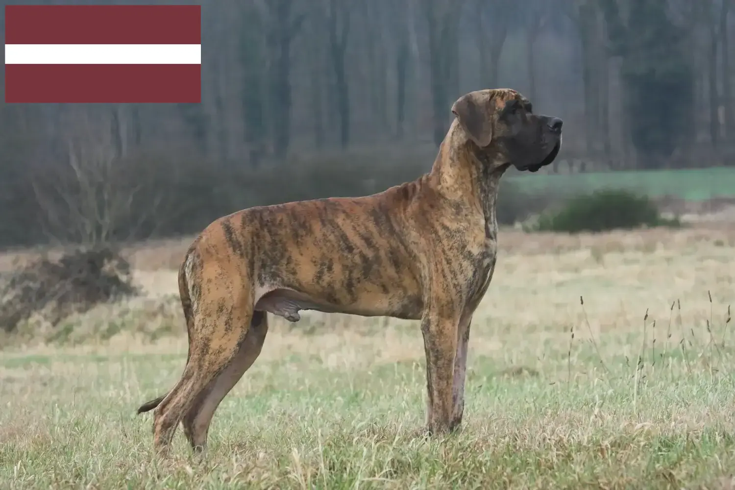 Great Dane cățeluși și crescător Letonia Aici puteți găsi crescători de câini Great Dane în Letonia.