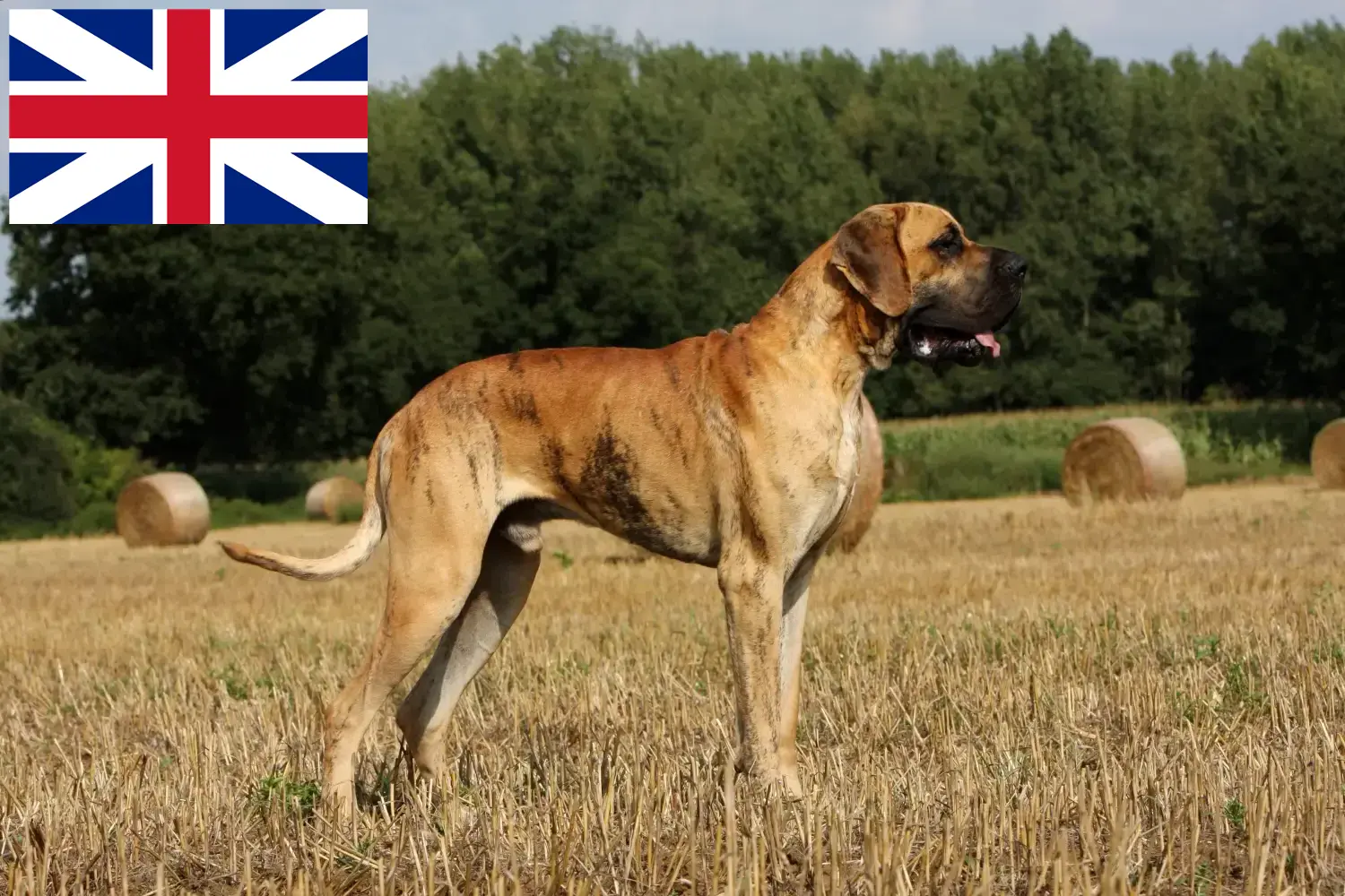 Great Dane căței și crescători Marea Britanie Aici puteți găsi crescători de câini Great Dane din Marea Britanie.