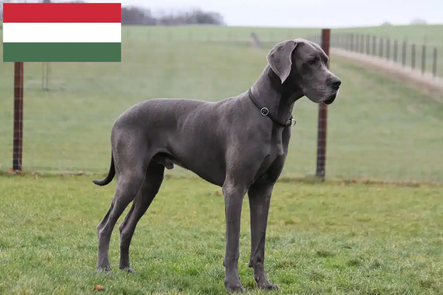 Great Dane cățeluși și crescător Ungaria Aici puteți găsi crescători de câini Great Dane în Ungaria.