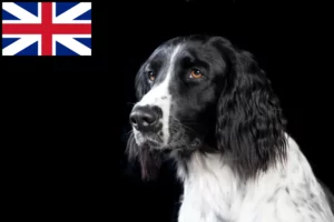 Read more about the article Mare Münsterländer crescător și căței în Marea Britanie