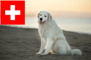 Read more about the article Maremma Abruzzes Sheepdog crescători și căței în Elveția