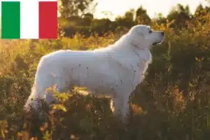Read more about the article Maremma Abruzzes Ciobănesc Maremma Abruzzo crescători și căței în Italia