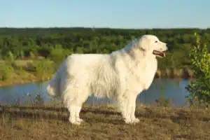 Read more about the article Maremma Abruzzes Ciobanesc Maremma Abruzzes Breeder