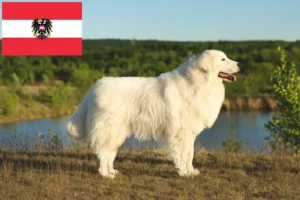 Read more about the article Maremma Abruzzi Sheepdog crescători și căței în Austria