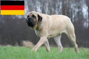 Read more about the article Mastiff crescători și căței în Germania