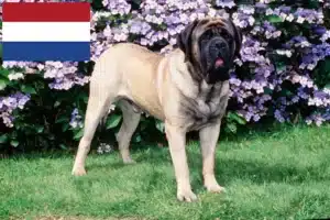Read more about the article Crescători de mastiff și căței în Olanda