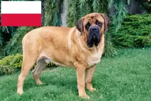 Read more about the article Mastiff crescători și căței în Polonia