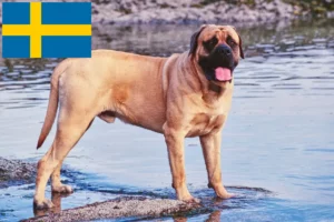 Read more about the article Crescători de mastiff și căței în Suedia