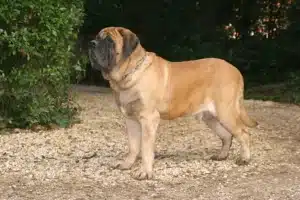 Read more about the article Mastiff crescător