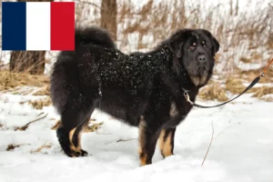 Read more about the article Tibetan Mastiff crescători și căței în Franța