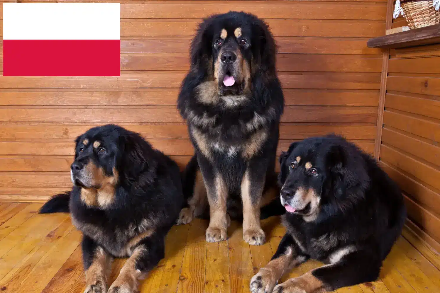 Tibetan Mastiff căței și crescător Polonia Găsiți crescători de Mastiff tibetan în Polonia.